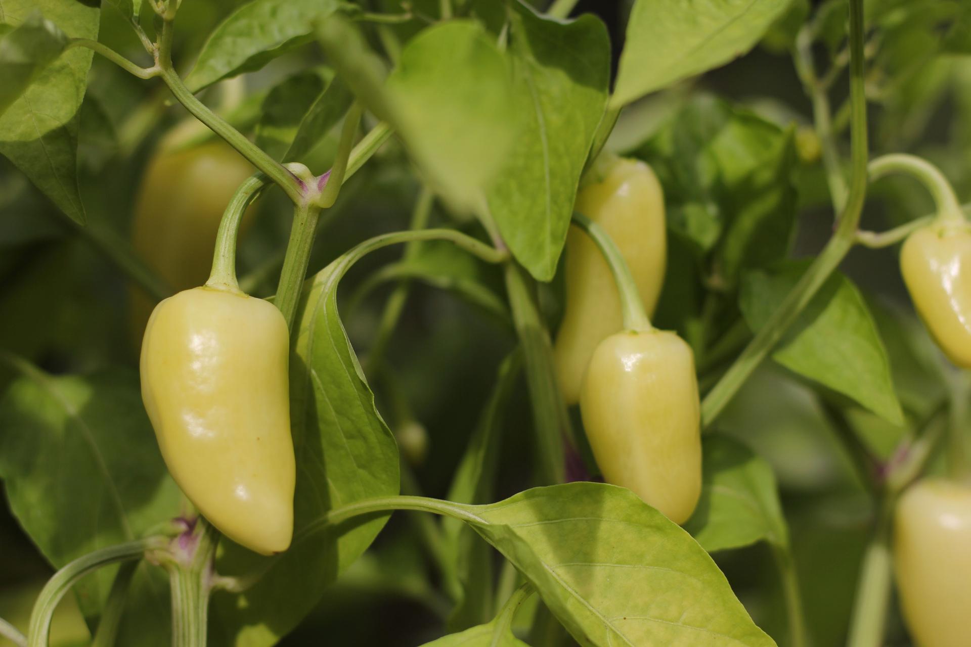 Young banana peppers befor harvesting