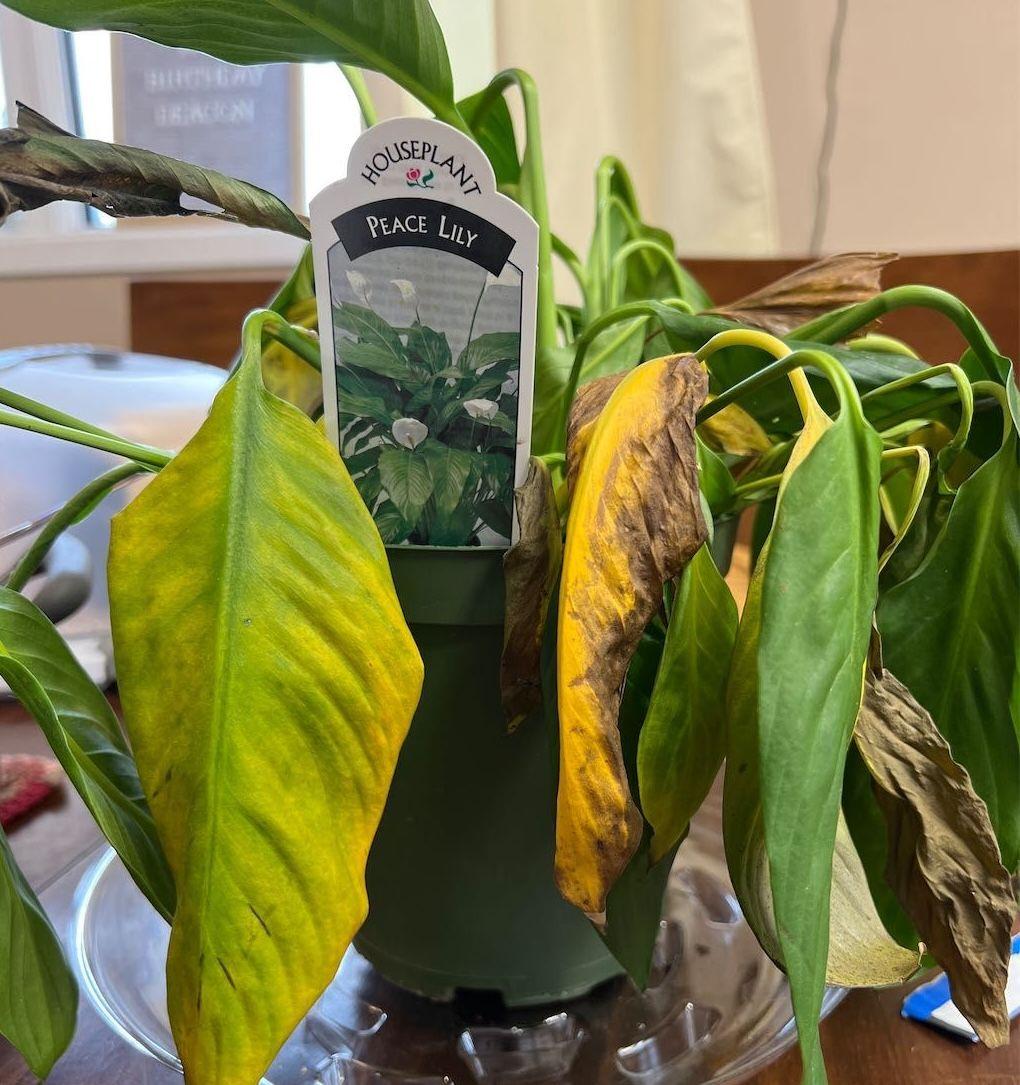 A photo of an overwatered peace lily plant