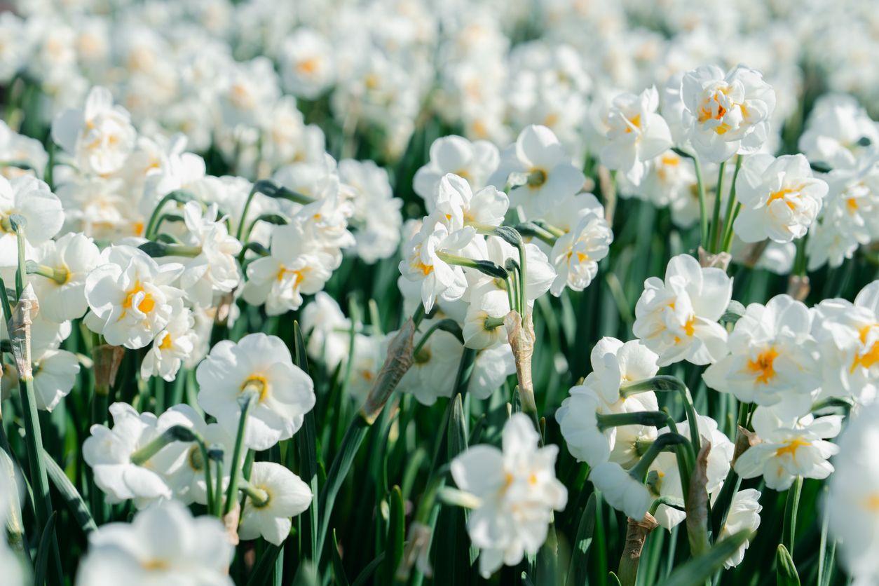 Paperwhite narcissus flowers blooming outside