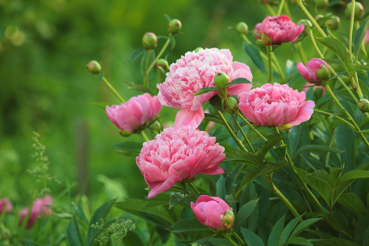 Paeonia lactiflora pink flowers