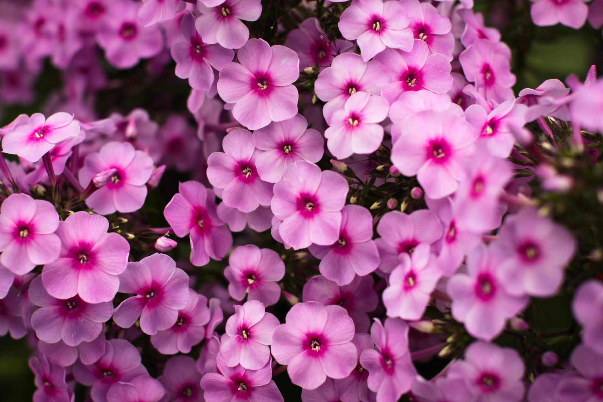 10+ Best Outdoor plants for sandy soil In Sand Gardening Grow Guide