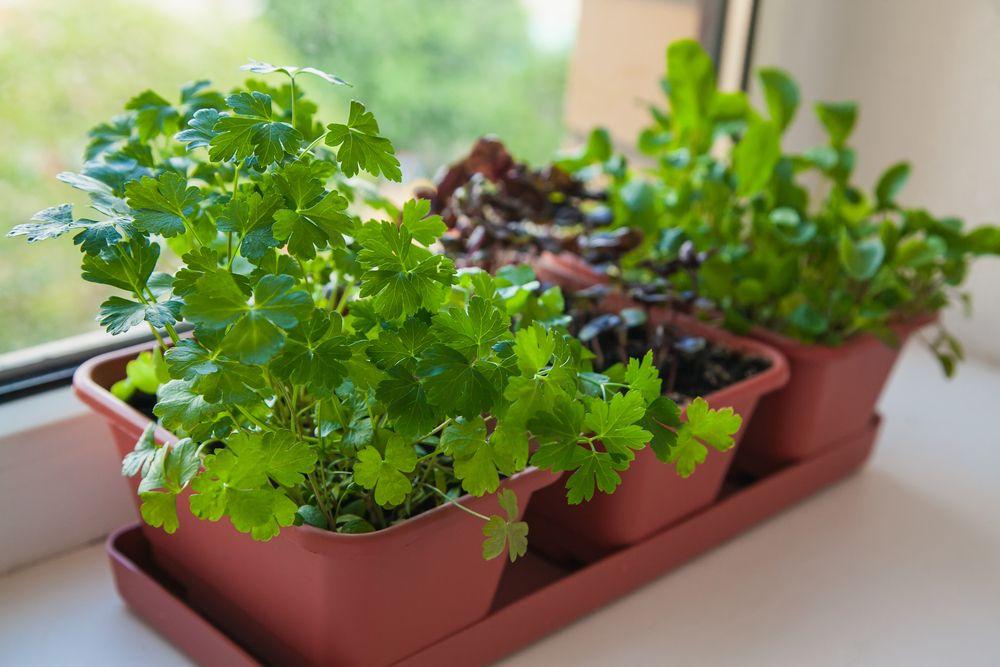 Potted parsley growing on a windowsill