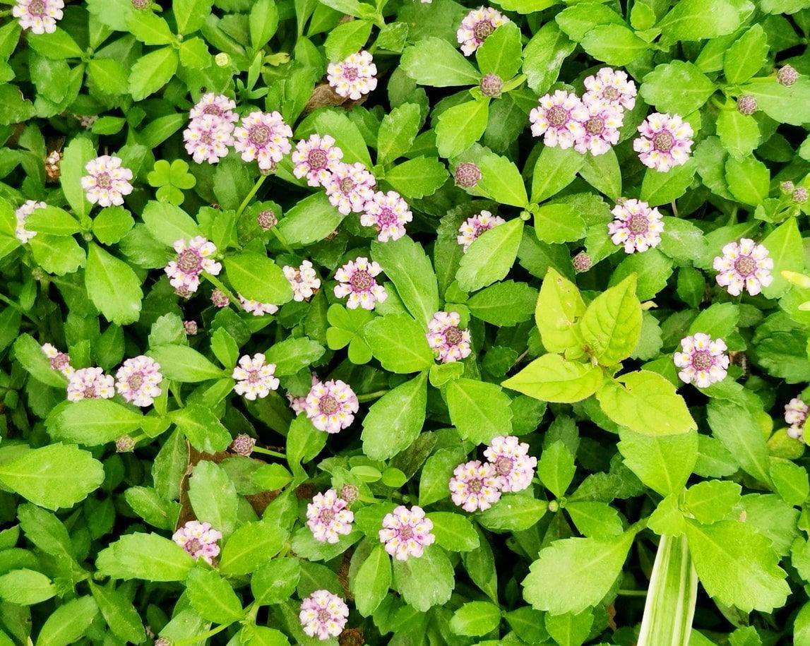 Texas Frogfruit blooming with white flowers