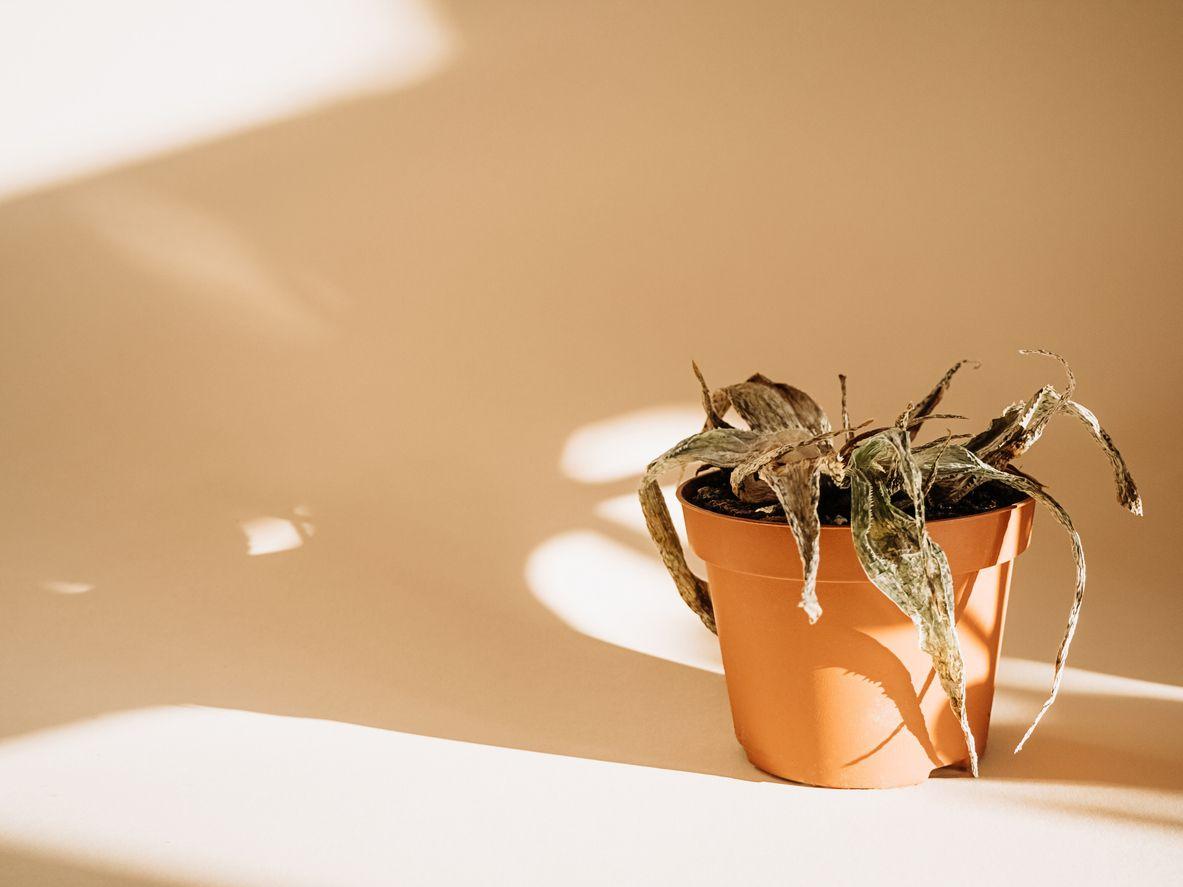 Potted aloe vera in bad condition