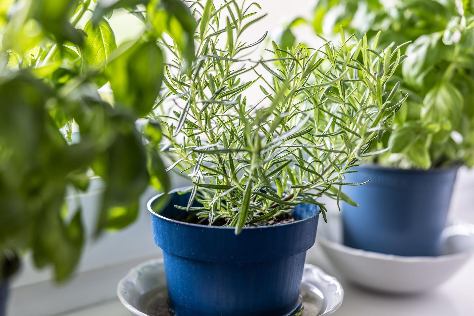 Rosemary and basil plants in blue pots 