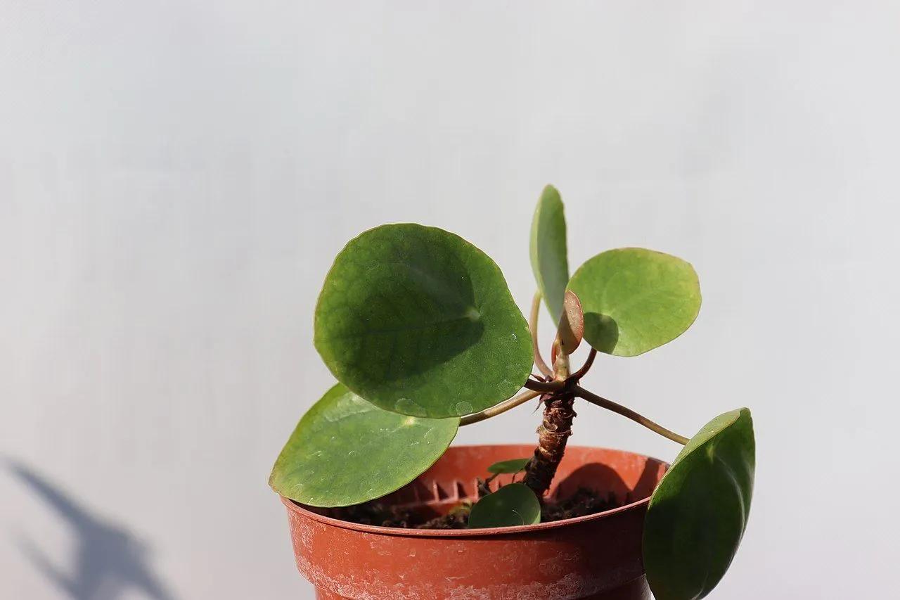 Pilea in a Pot