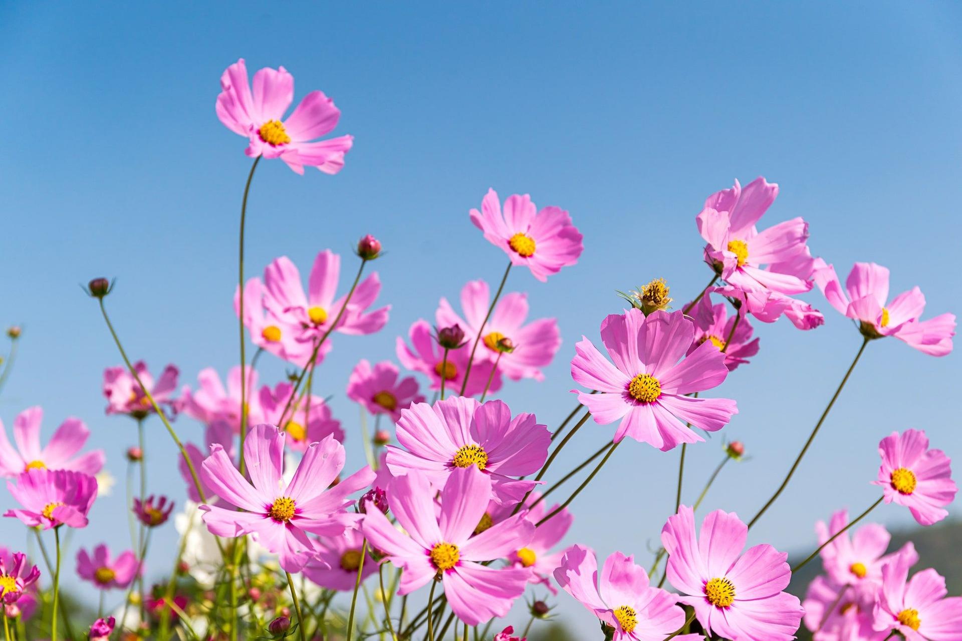 Pink cosmos flowers