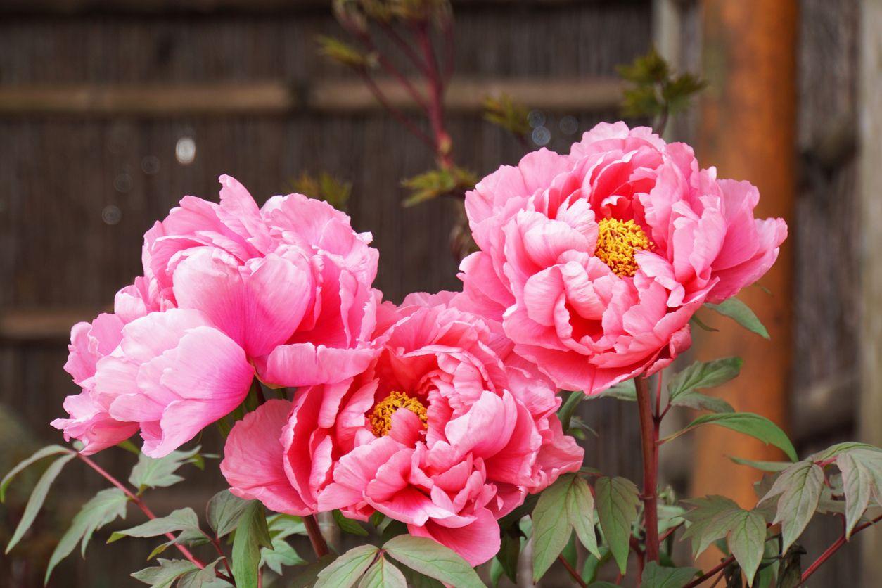 Pink blooming paeonia suffruticosa