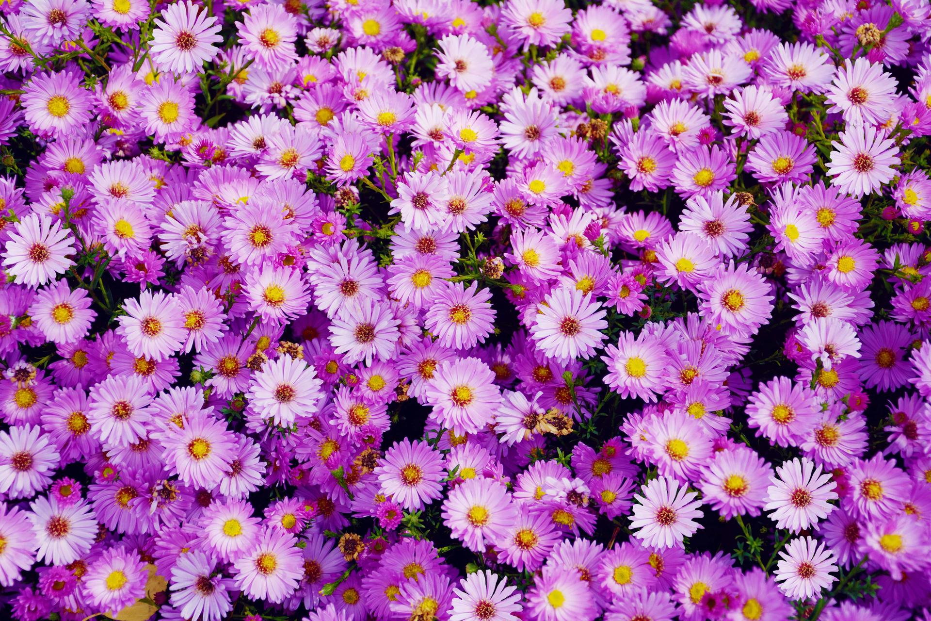 Garden full of pink asters