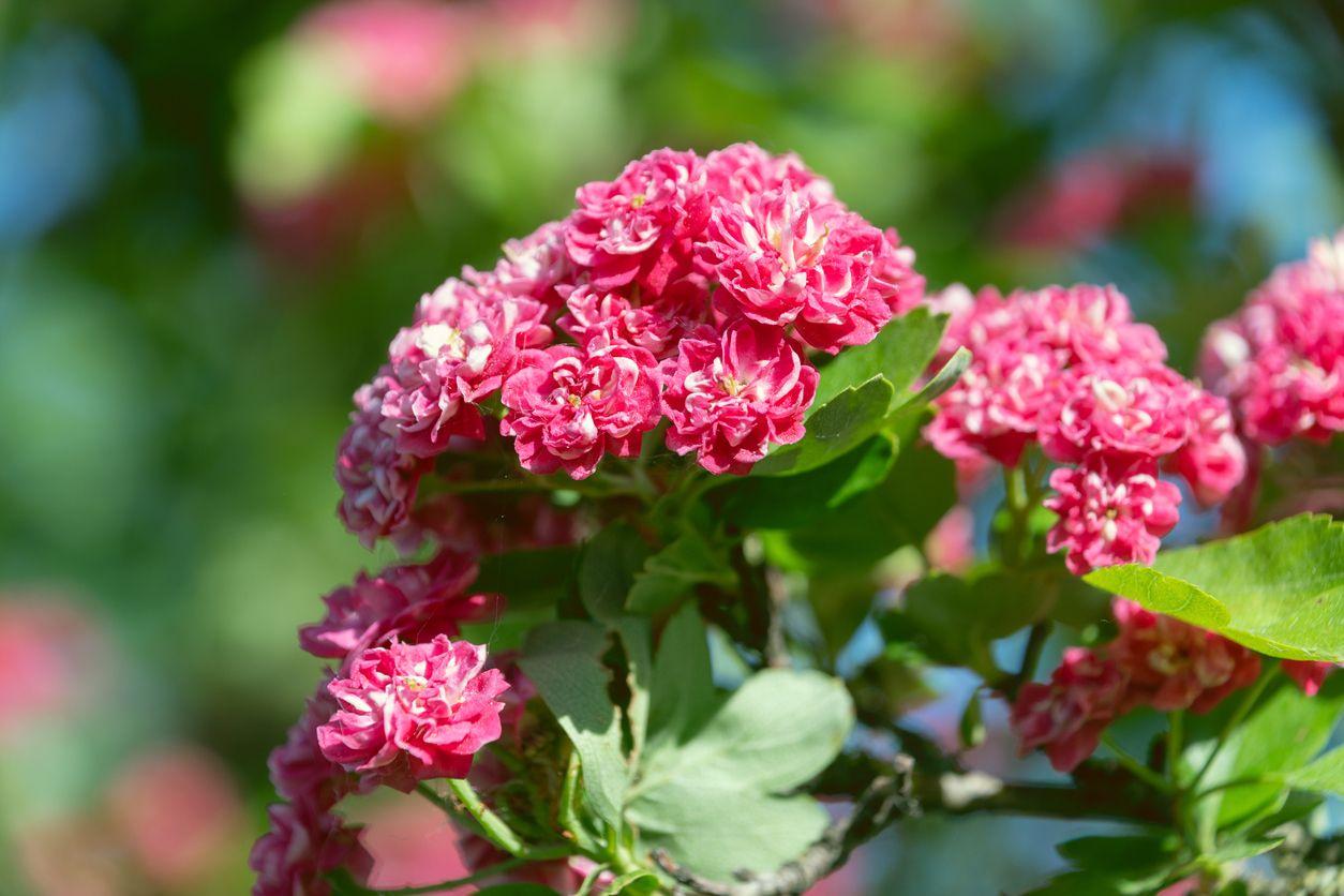 Hawthorn with pink blossoms