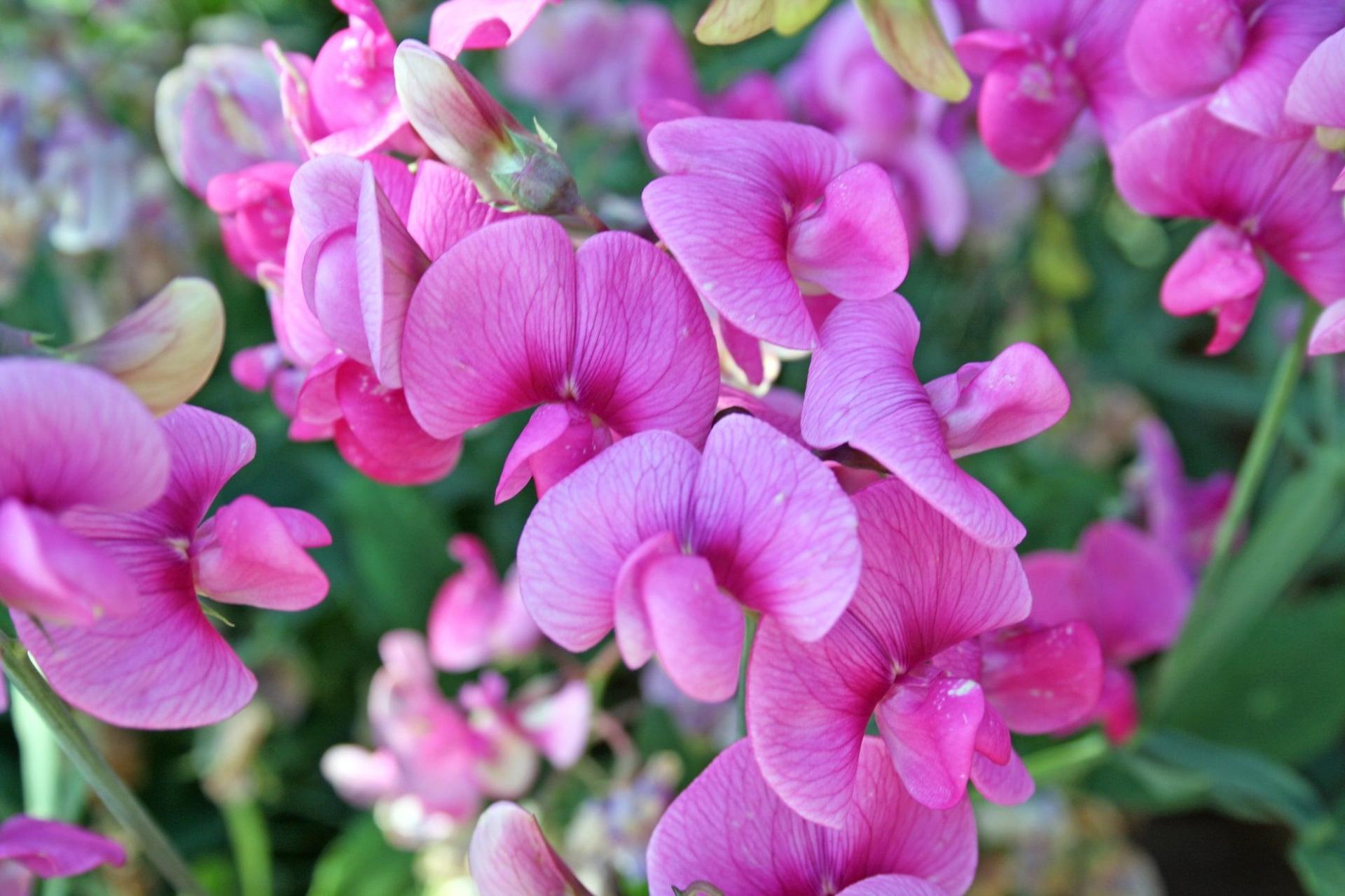 Close-up shot of pink sweet pea flowers