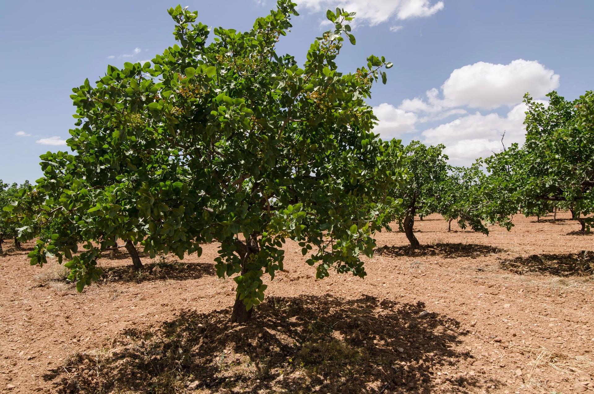 A pistachio orchard in Turkey