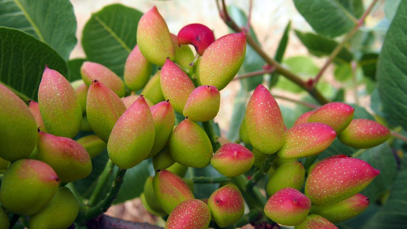 Pistachios ripening on a brach