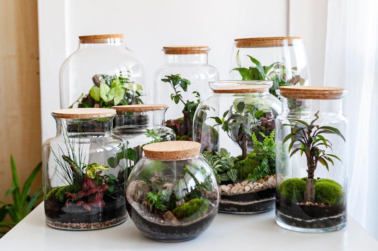 Different plant terrariums