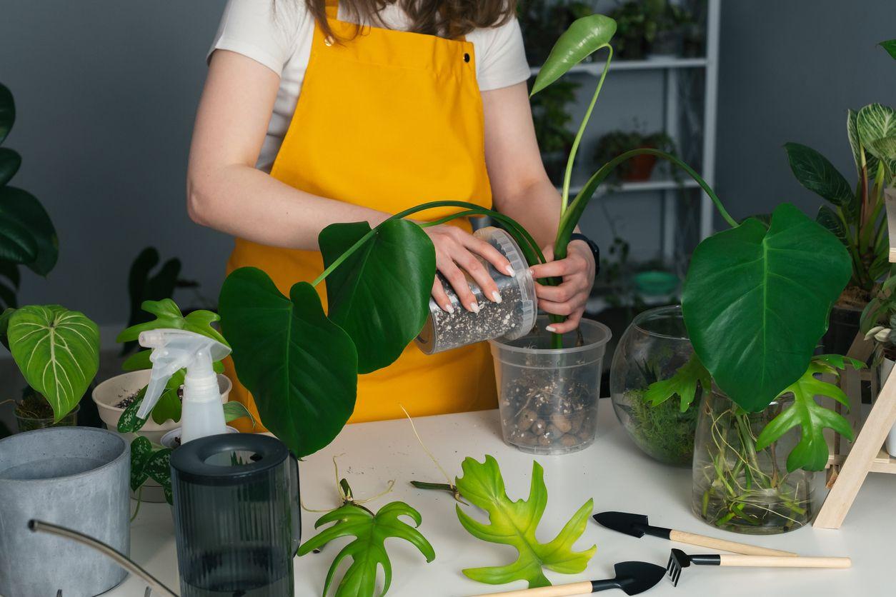 Woman planting a monstera plant division