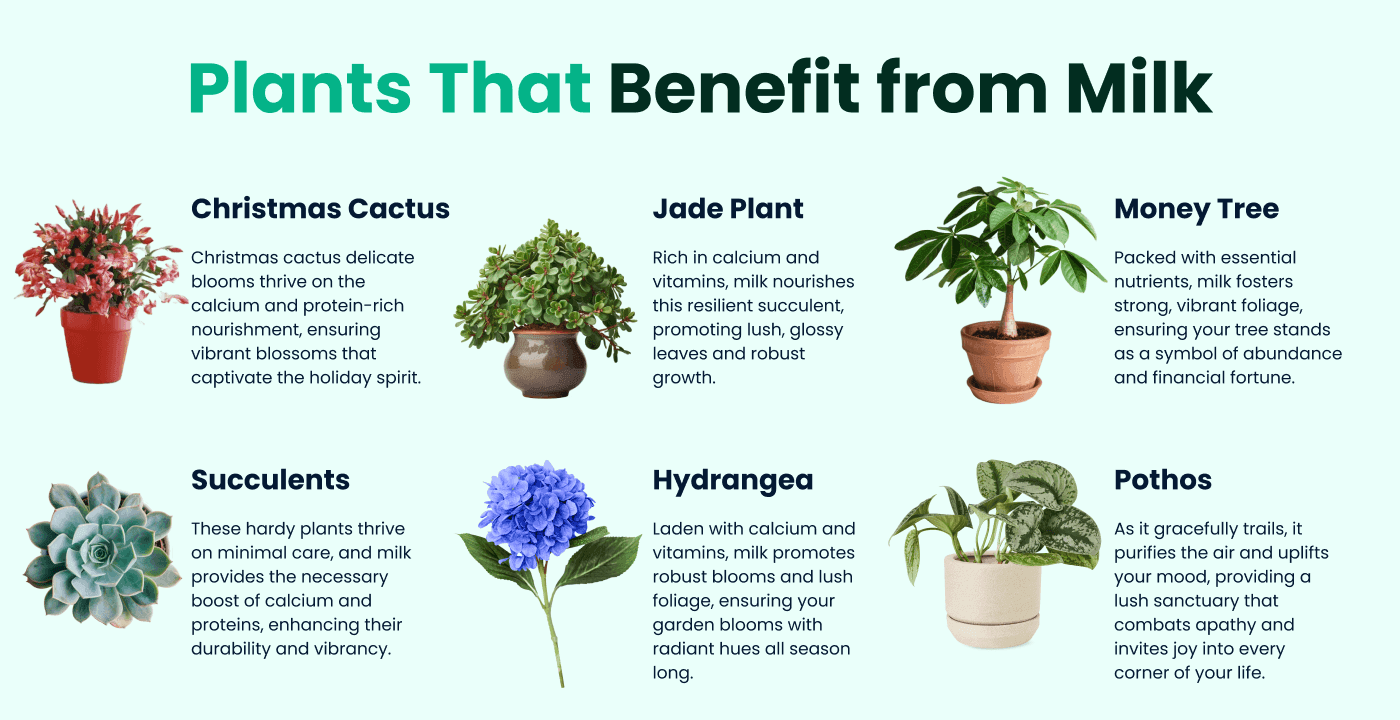 Is Milk Good for Plants?