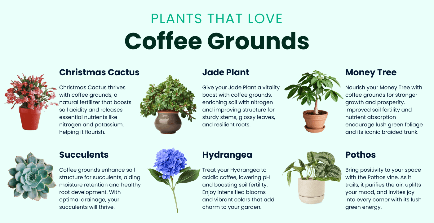 A list of plants that thrive with coffee grounds