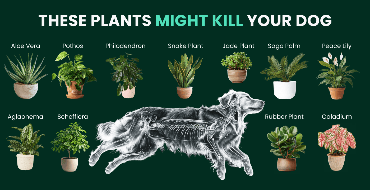 Common plants toxic to dogs