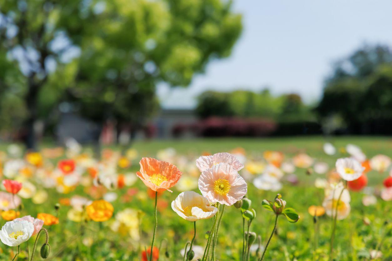 Iceland poppies in full bloom