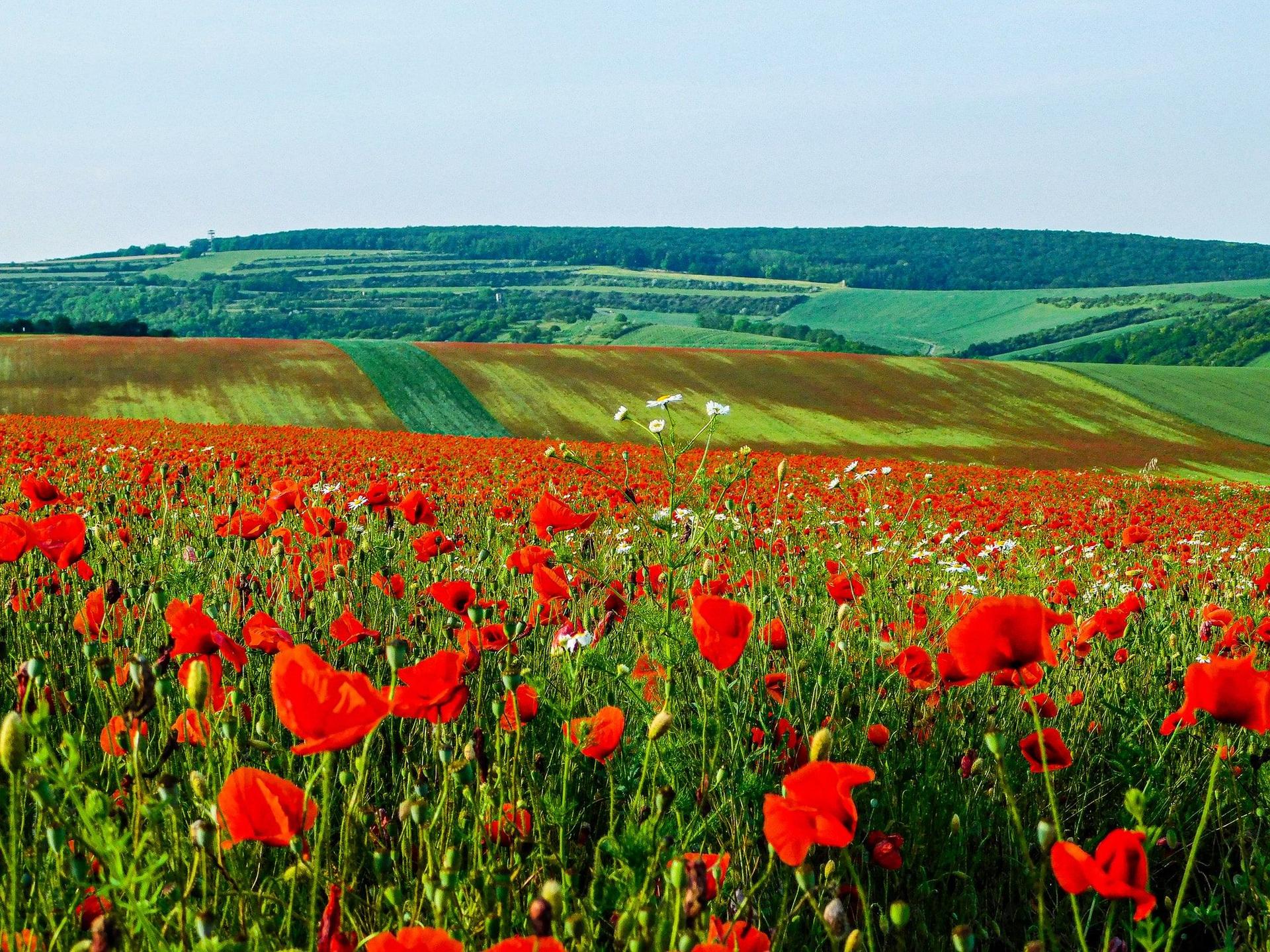 Summer field landscape with blooming poppies