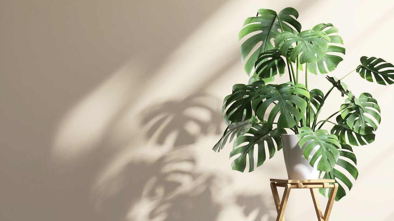 Monstera Deliciosa with green healthy leaves