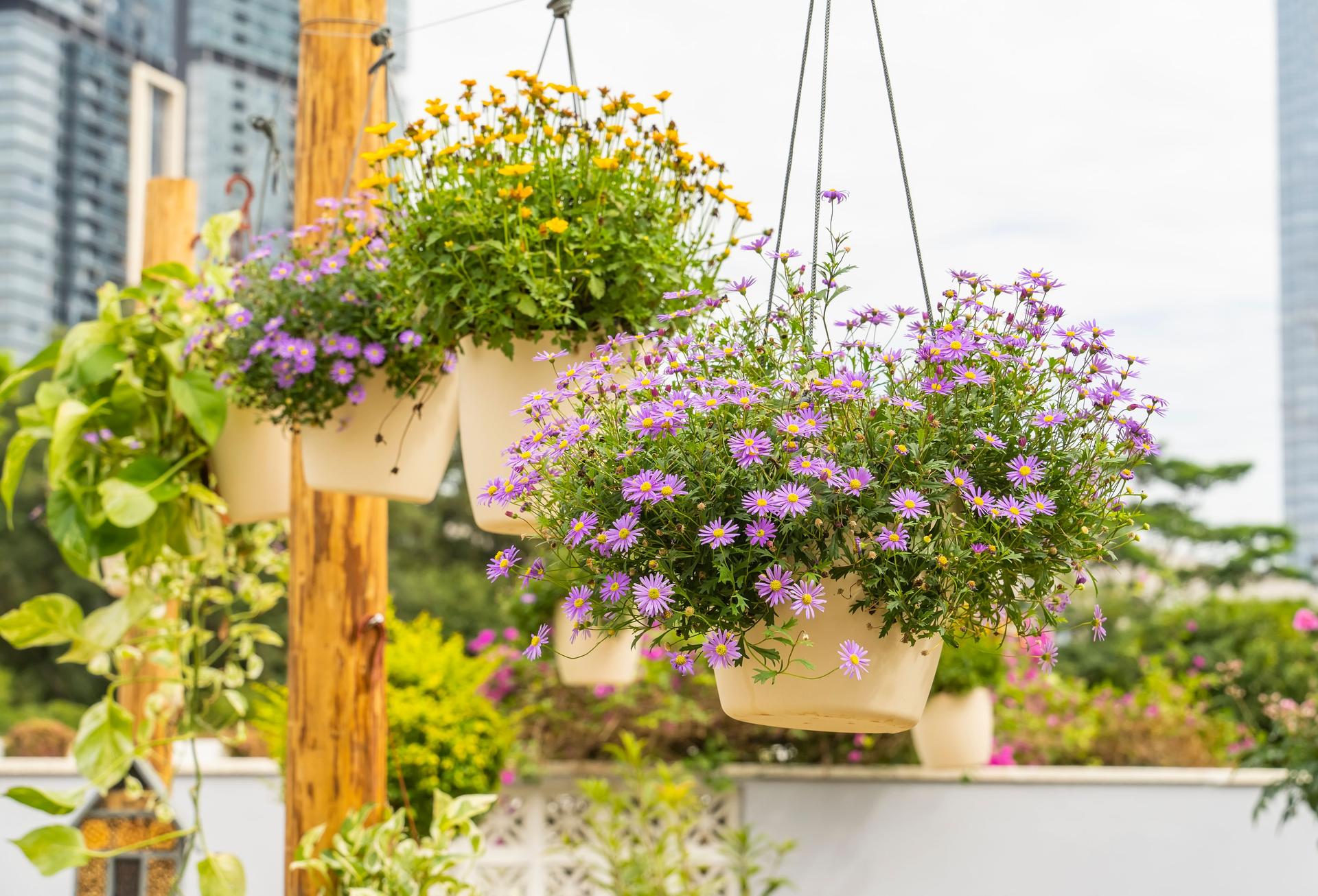 Picture of potted asters