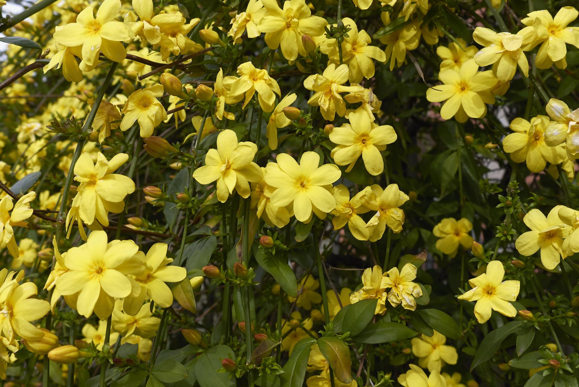 Primrose Jasmine.jpg