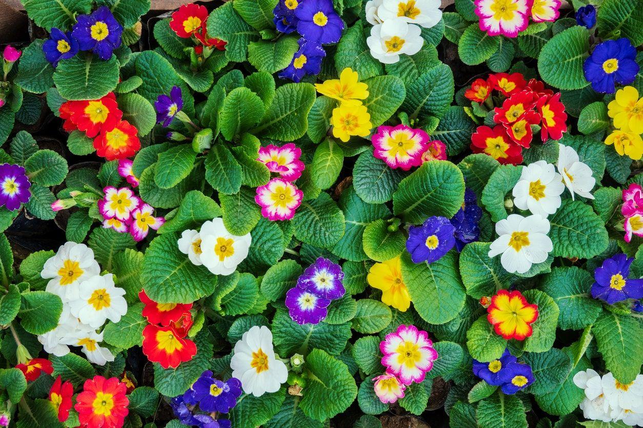 Multi-colored primrose flowers