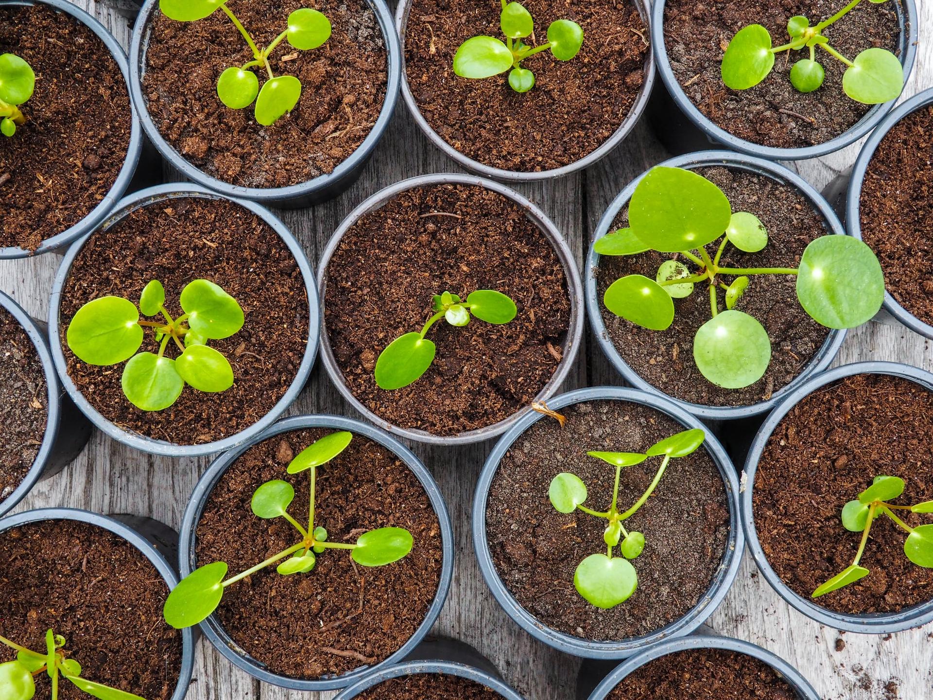 Multiple propagated Pancake Plant cuttings