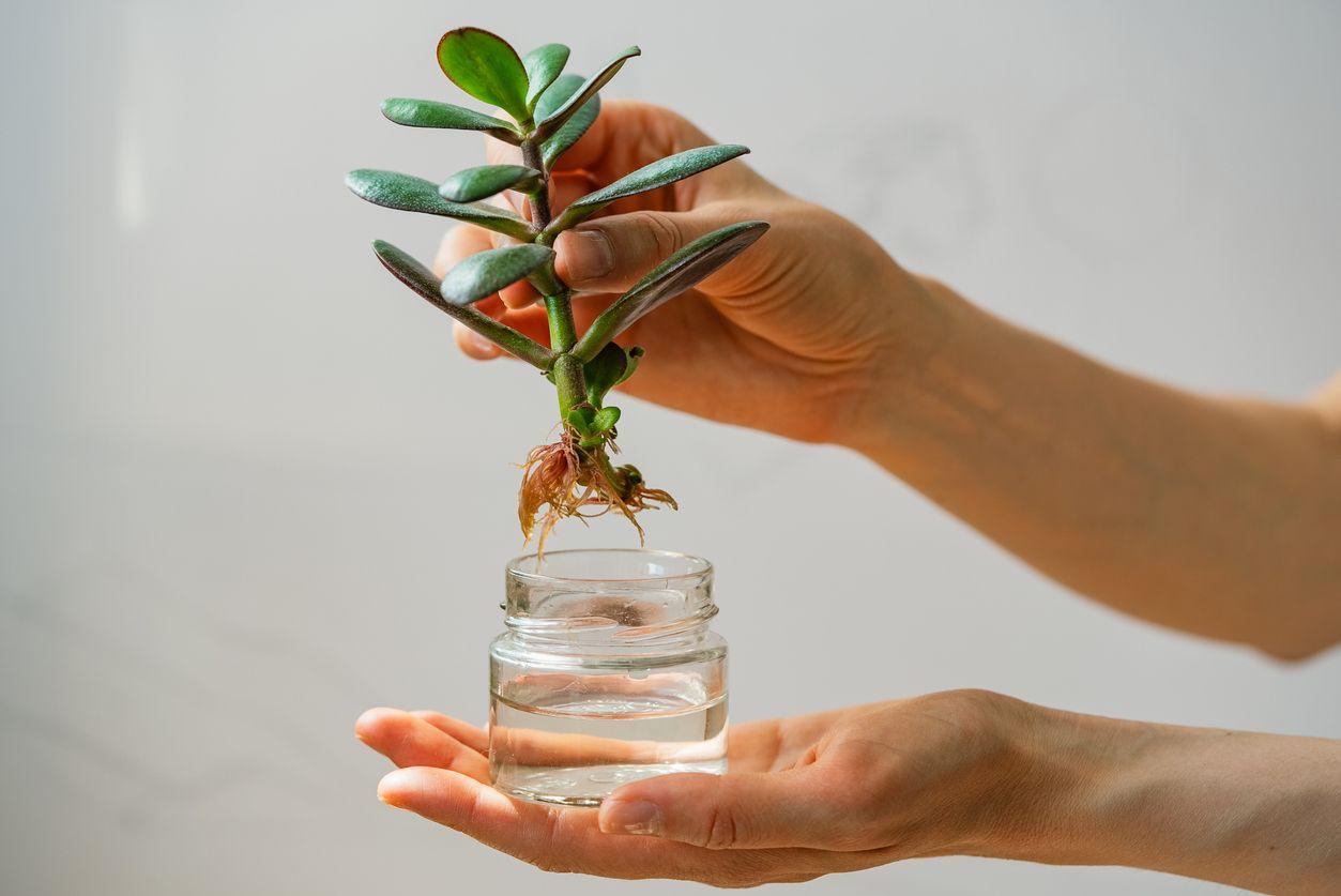 Propagating a Jade Plant in water
