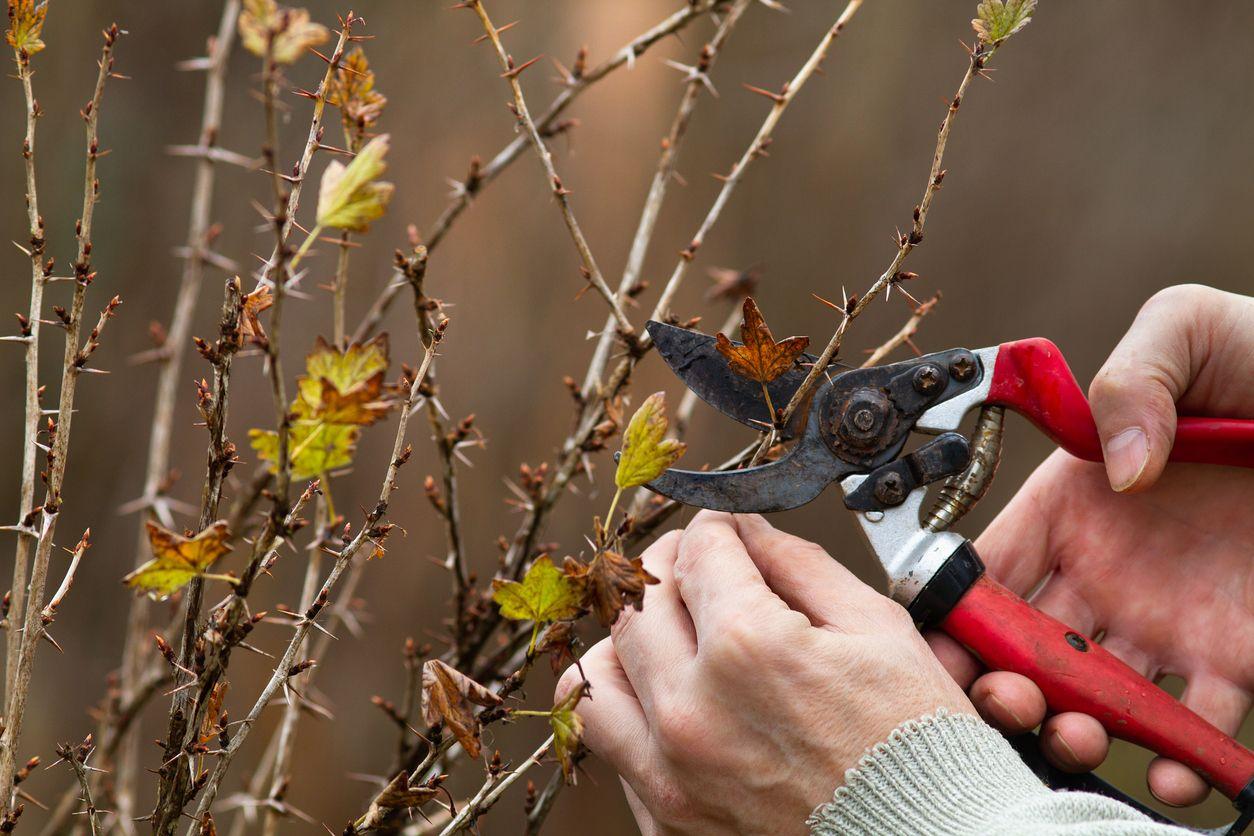 Pruning gooseberry branches
