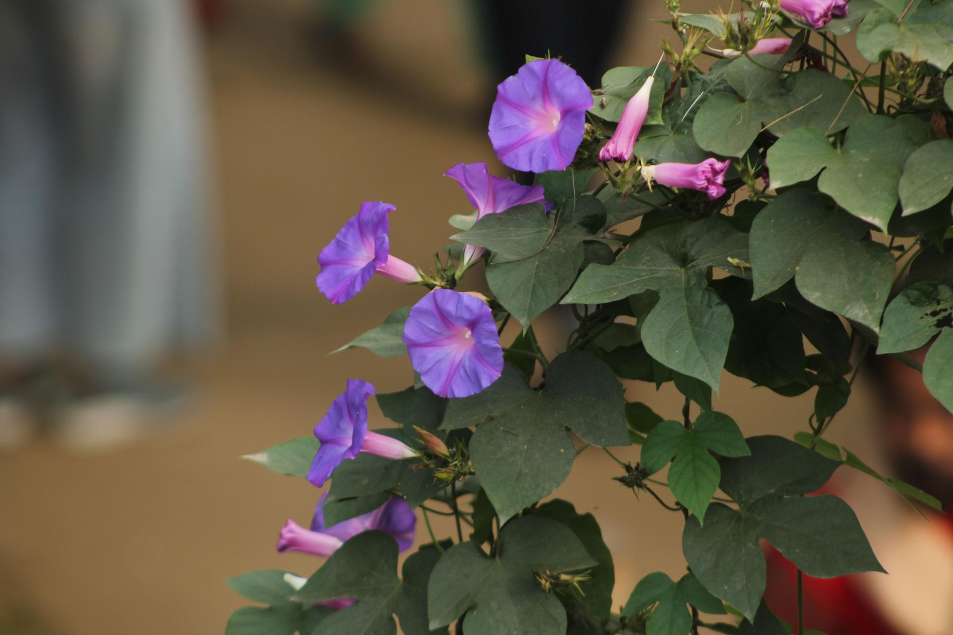 Purple morning glory blooming outside