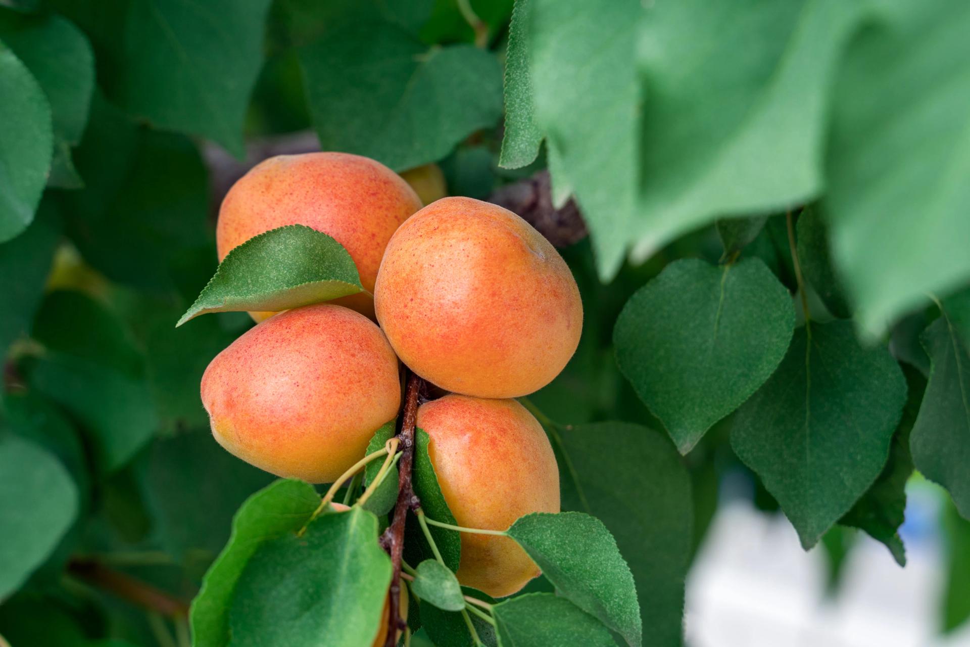 How to Grow Apricot From Seed: Apricots Tree Start Step-By-Step Guide