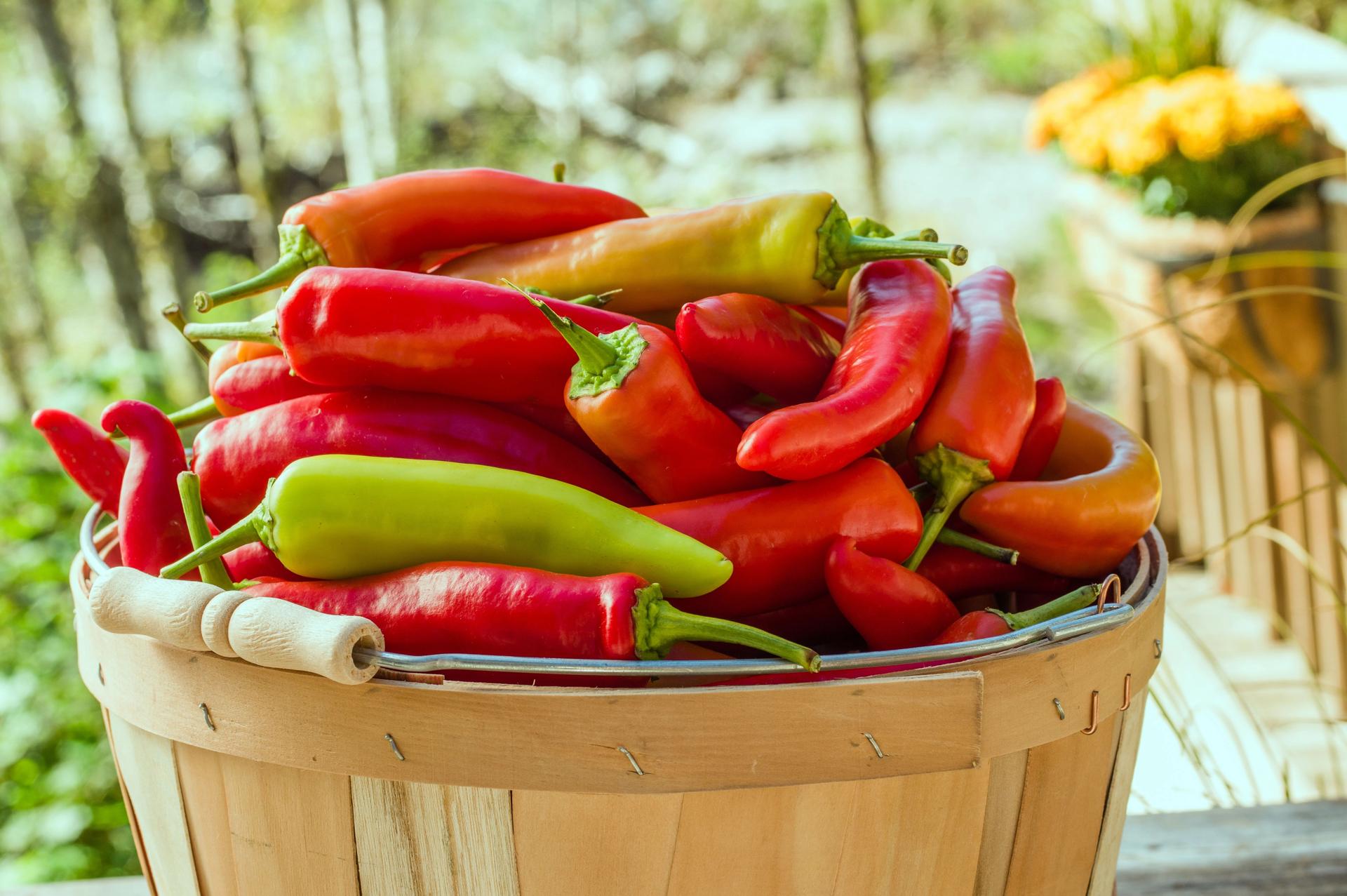 Fully ripened red and yellow banana peppers