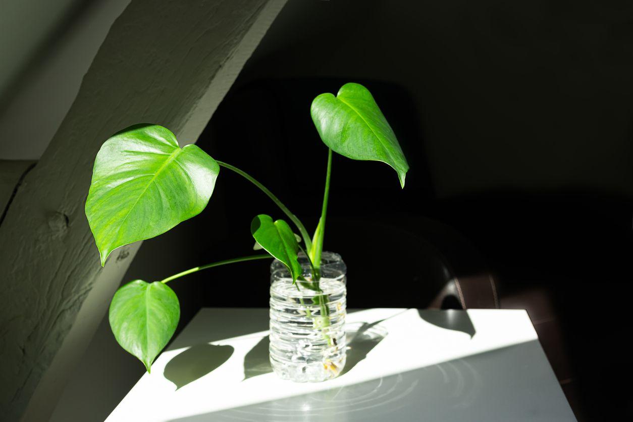 Monstera cutting in a jar of water