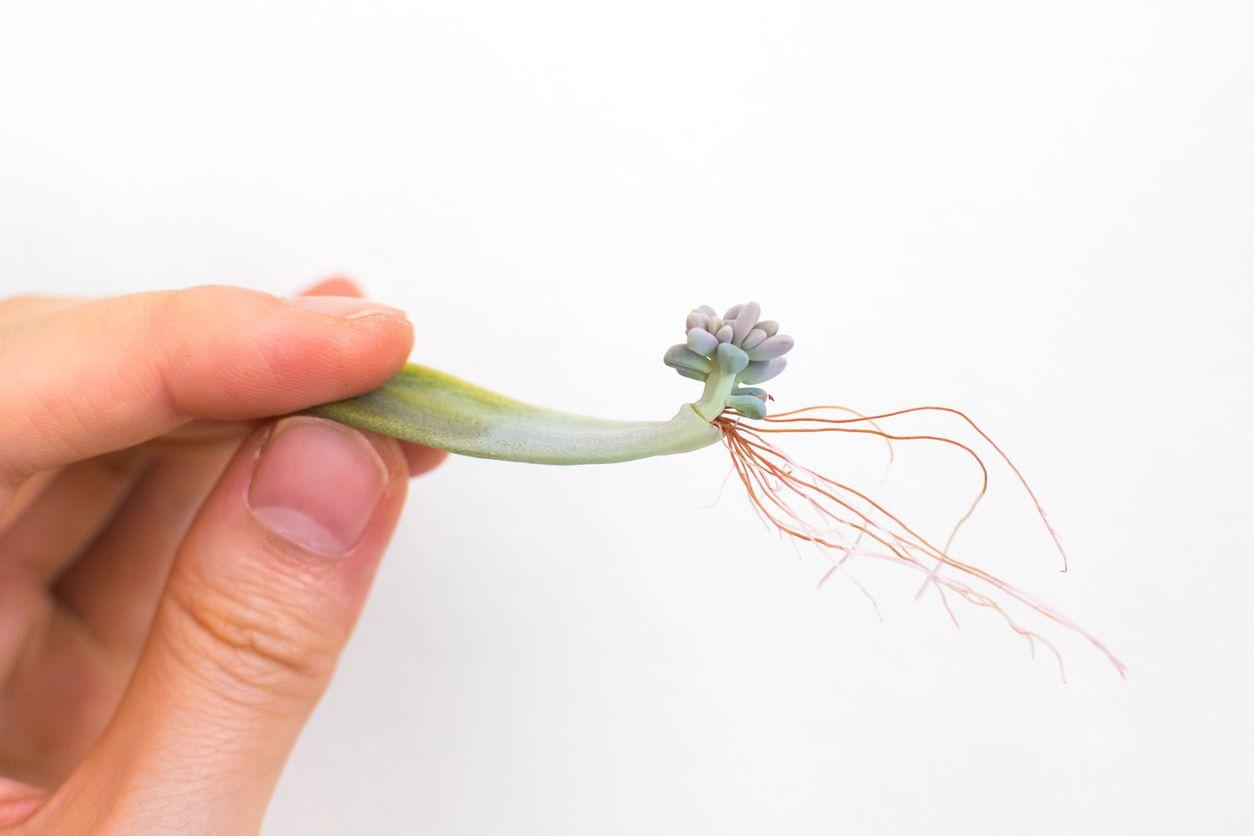 Small roots growing from a succulent plant leaf