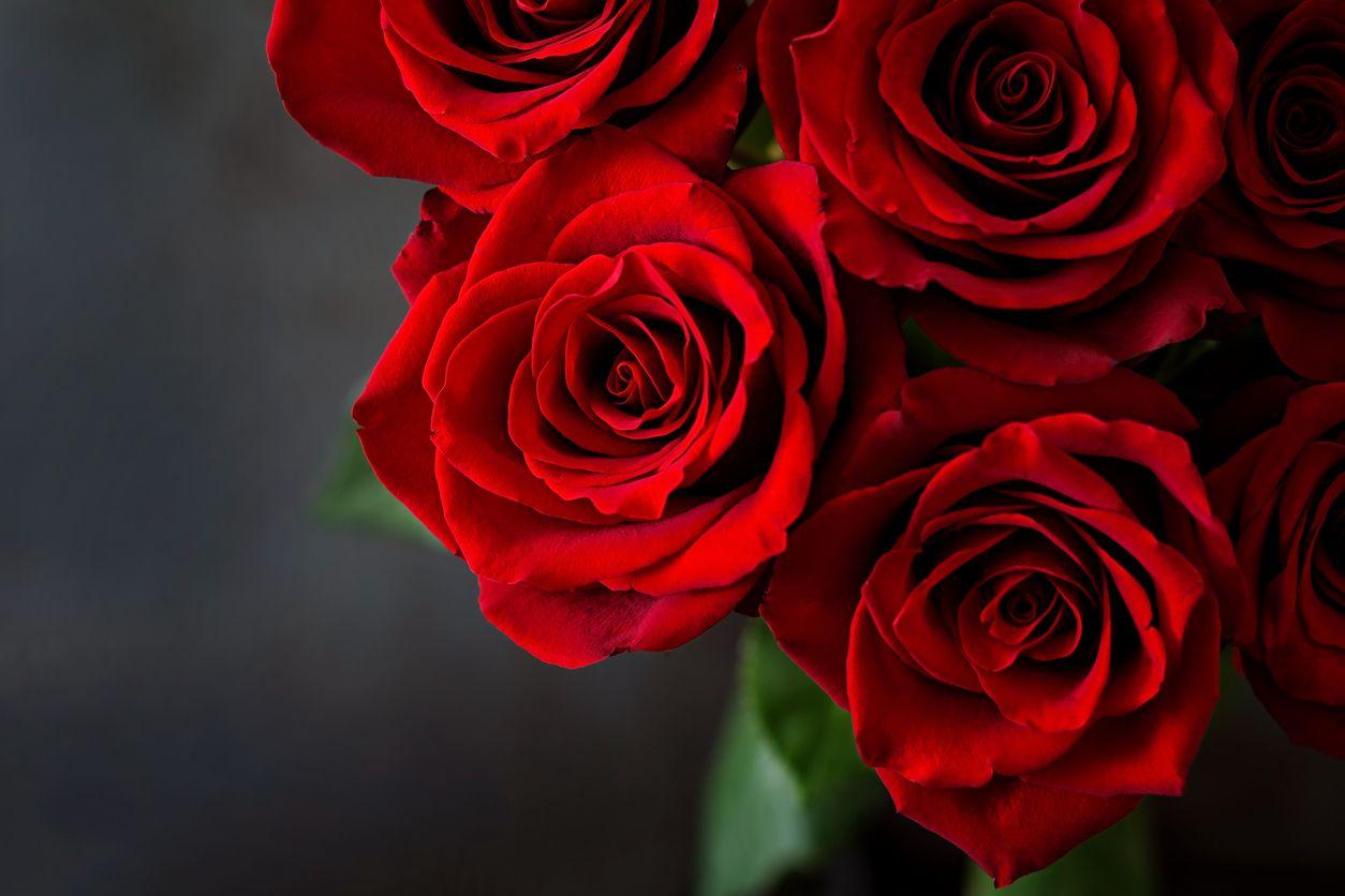 The timeless red roses