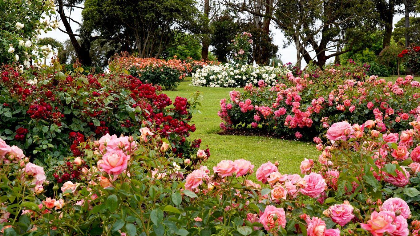 A rose garden in full bloom