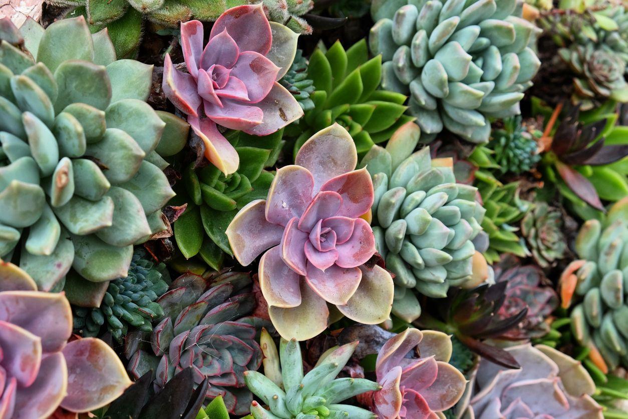 Different rosette shaped succulents