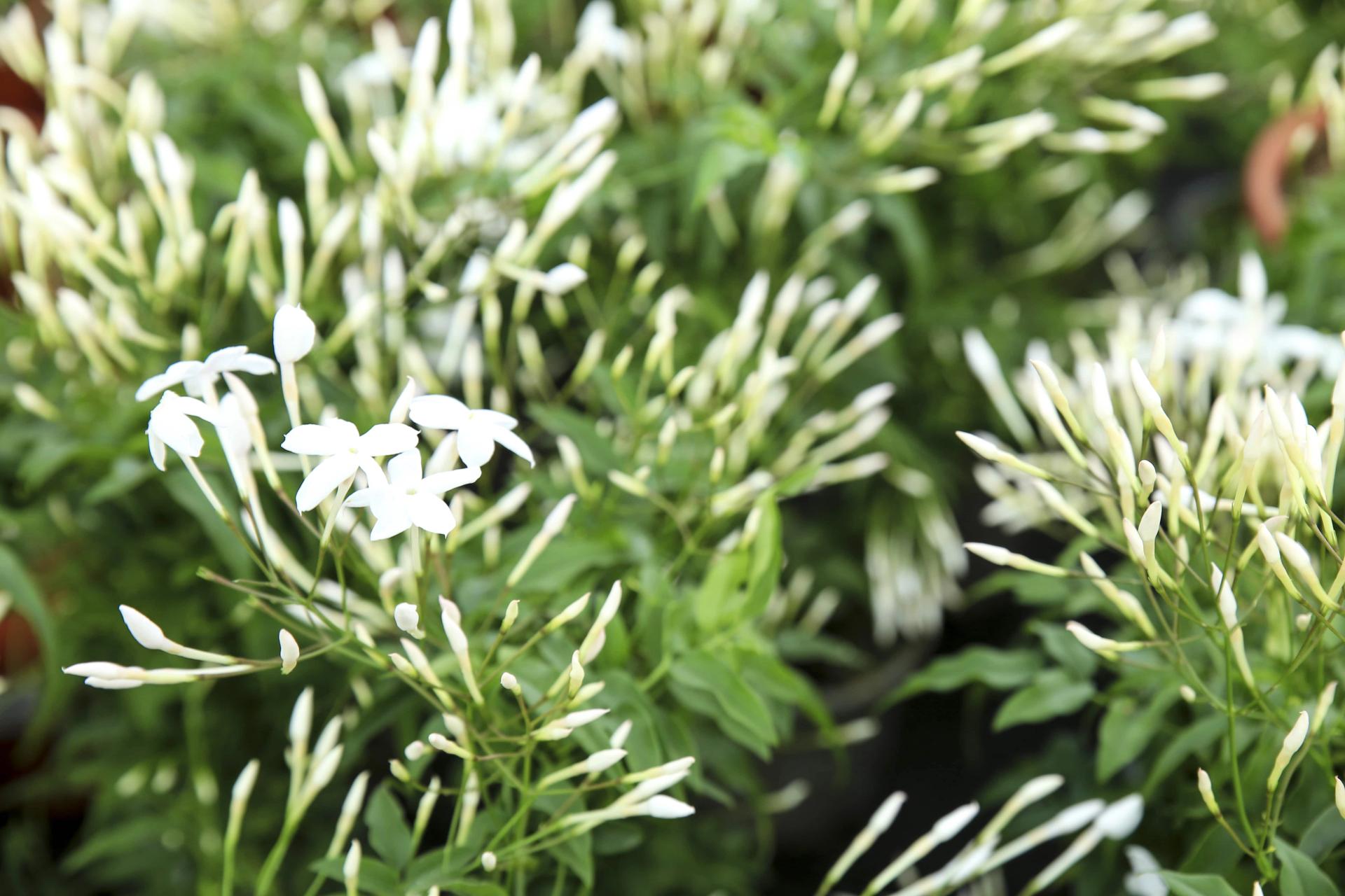 25 Different Types of Jasmine Flowers Across The World