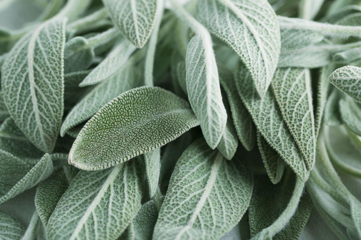 Close-up shot of sage leaves