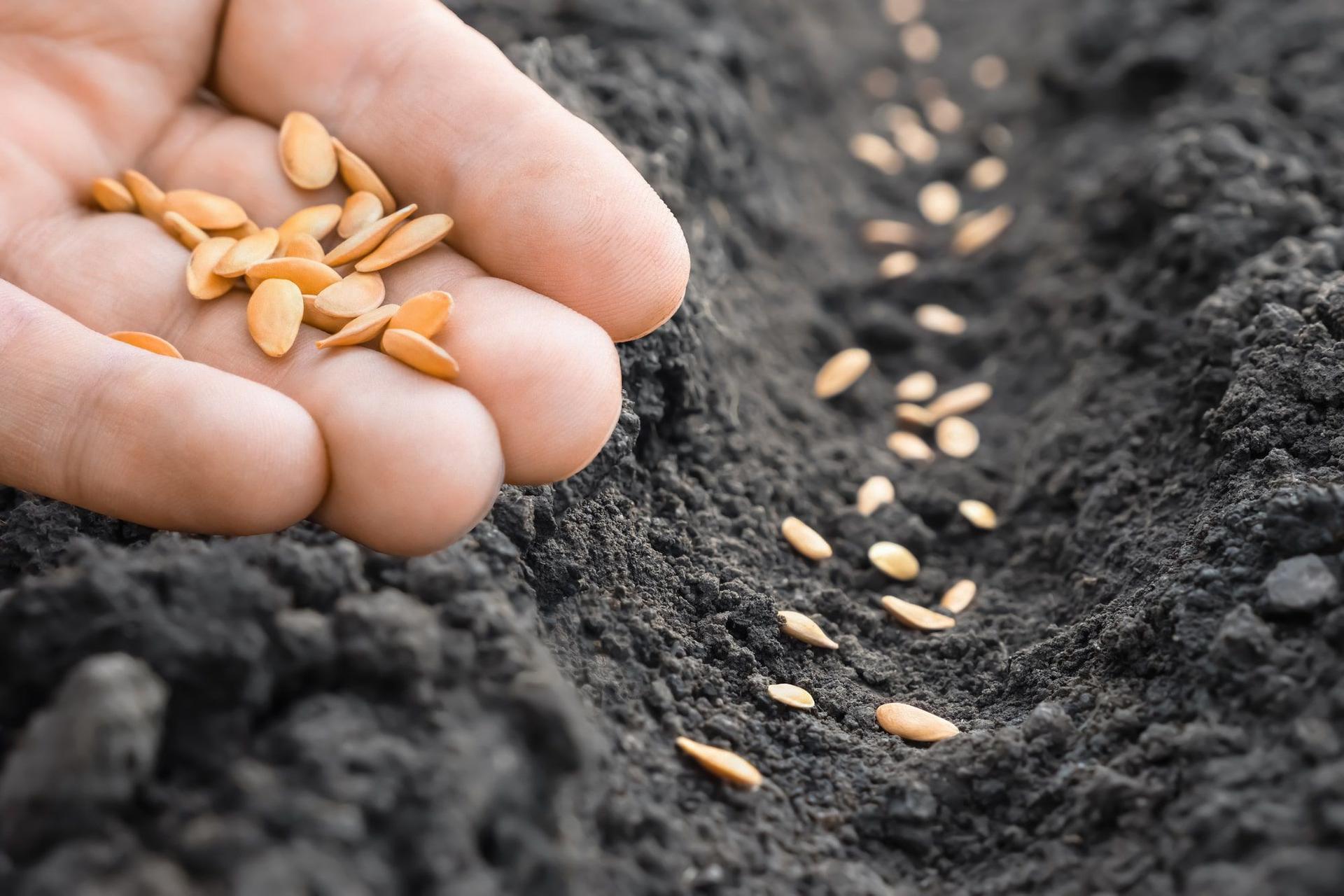 Gardener sowing seeds directly into the soil