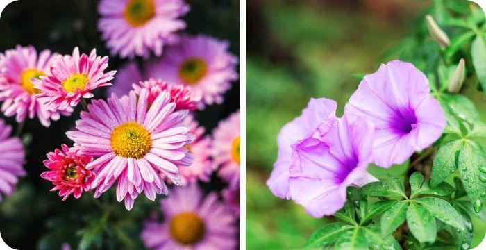 September birth flowers together