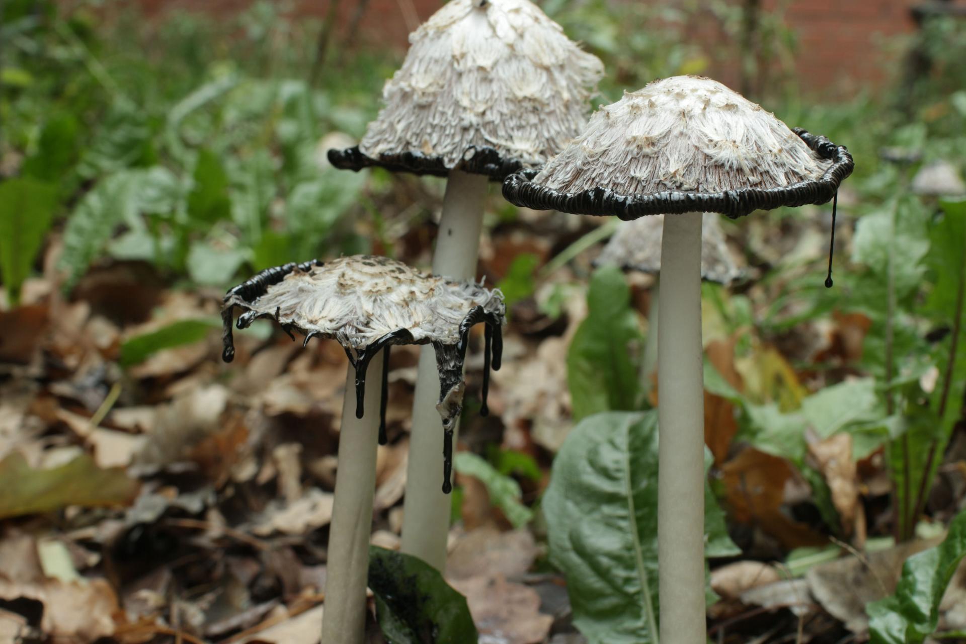 Coprinus comatus among leaves