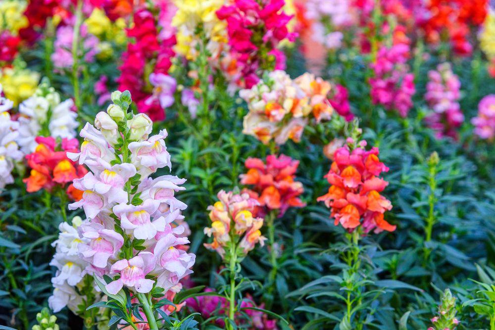 A garden full of colorful blooming snapdragon flowers