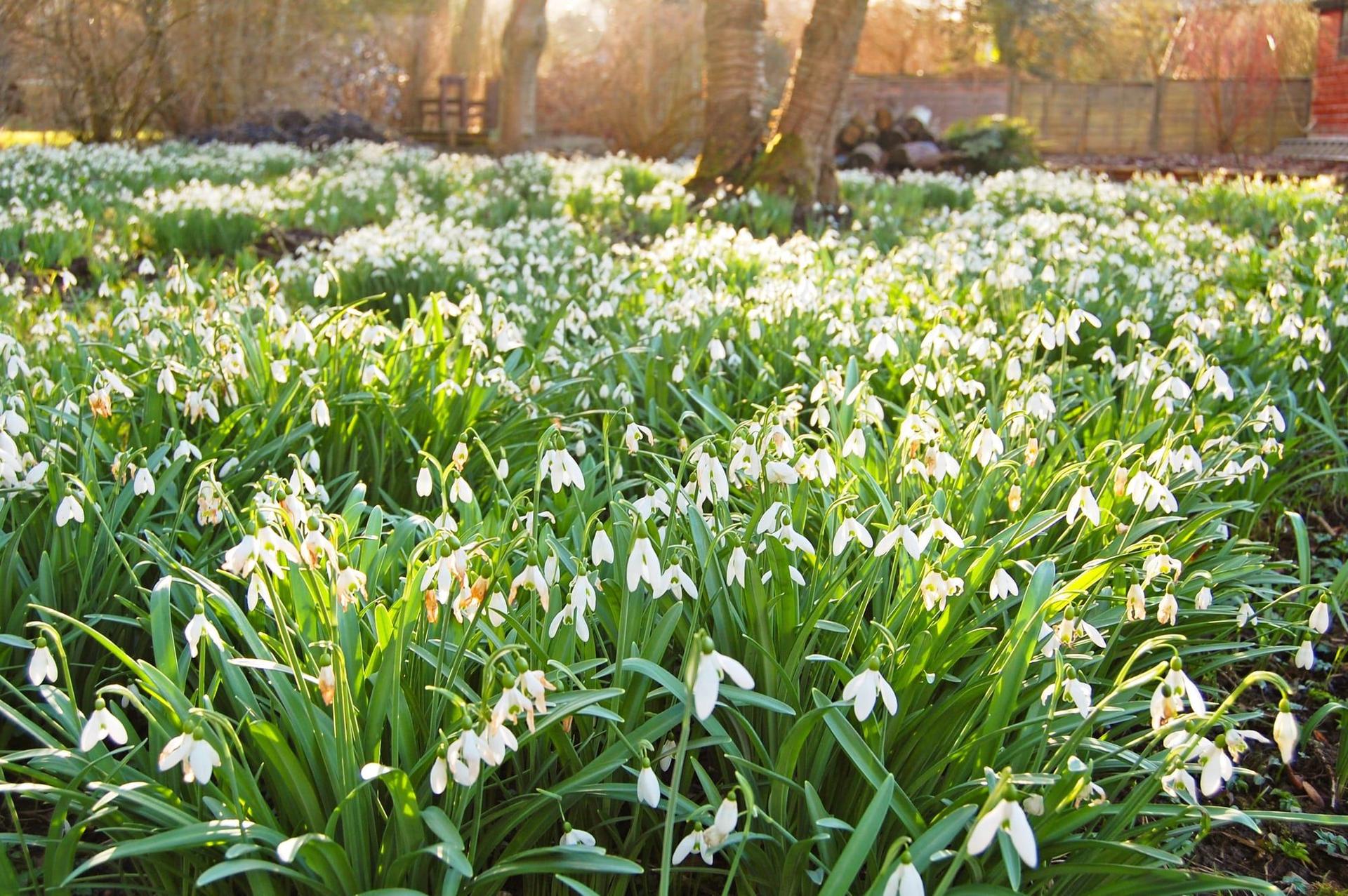 A snowdrop garden in full bloom