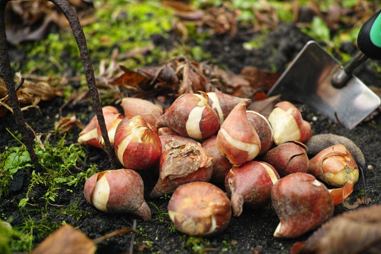 Tulip and daffodil bulbs ready to be planted