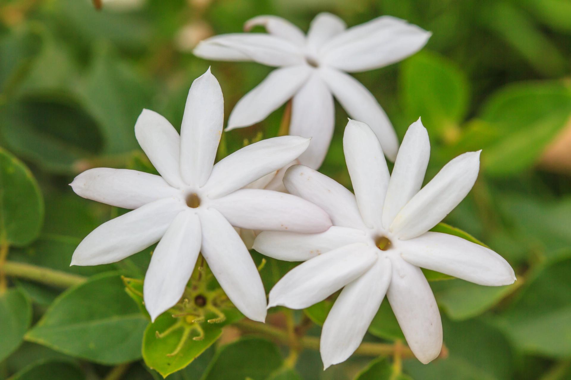 Star Jasmine.jpg