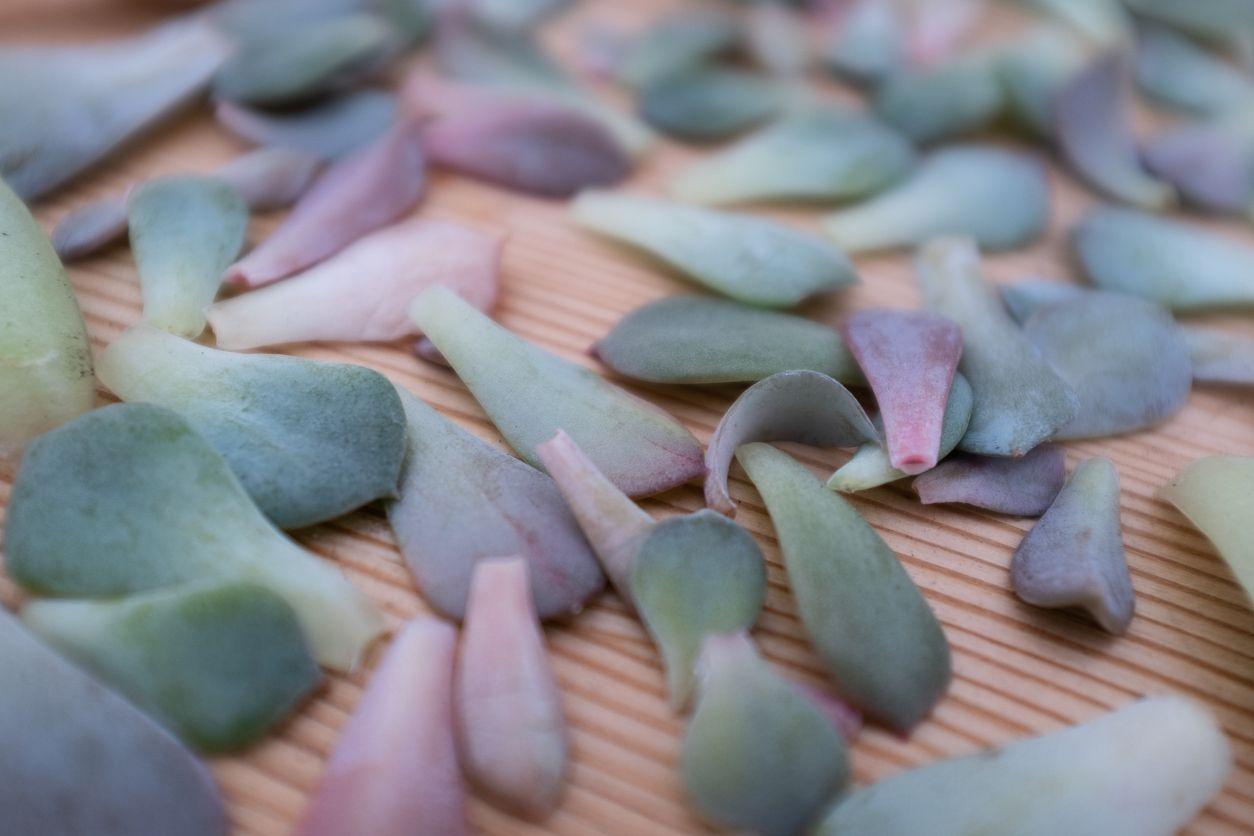 Succulent cuttings without roots