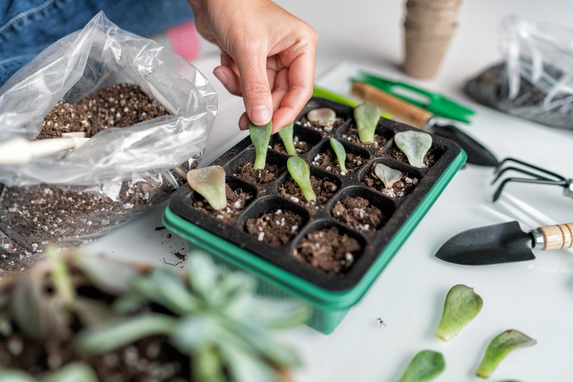 Succulent propagation in soil